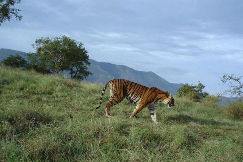 Sathyamangalam Wildlife Sanctuary